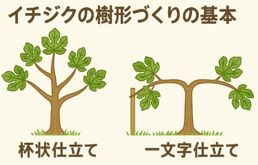 イチジクの樹形づくりの基本